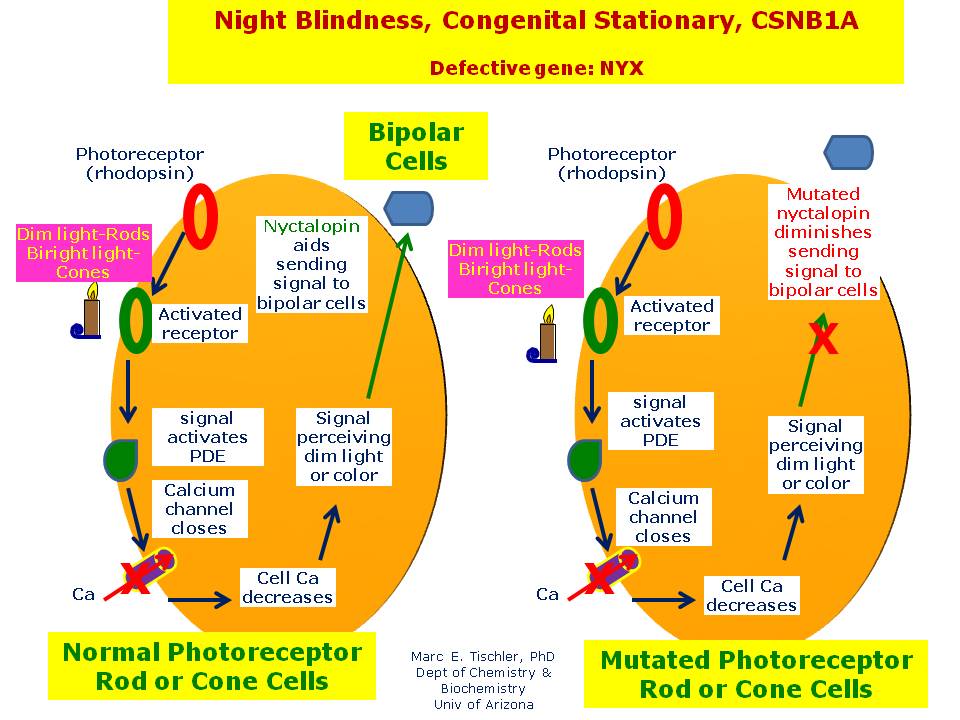 Night Blindness Congenital Stationary Csnb1a Hereditary Ocular Diseases 
